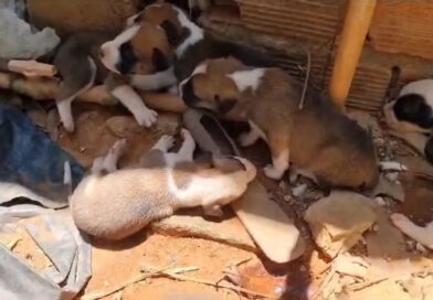 Polícia Civil de Ipu investiga abandono de cachorros em Pires Ferreira