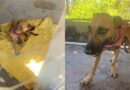 Amigos de 4 Patas resgata cão abandonado em Ipu e busca um novo lar