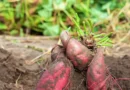 São Benedito é a maior produtora de batata-doce do Brasil
