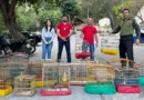Polícia liberta aves silvestres e autua suspeito em Ipu