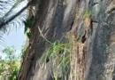 Espécie rara da flora da Caatinga é encontrada na APA da Bica do Ipu