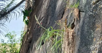 Espécie rara da flora da Caatinga é encontrada na APA da Bica do Ipu