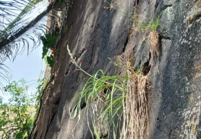 Espécie rara da flora da Caatinga é encontrada na APA da Bica do Ipu