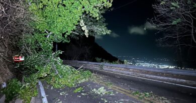 Árvore cai e interdita faixa da CE-187 no Sítio Presídio na cidade de Ipu