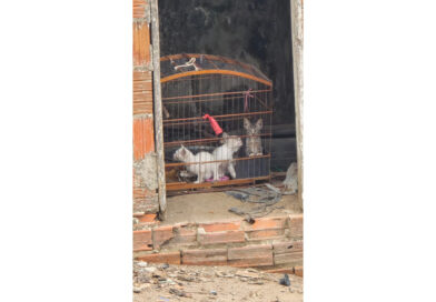 Polícia Civil encontra três gatos presos em gaiola sem água e comida em Guaraciaba do Norte
