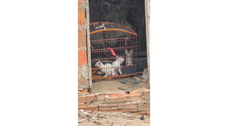 Polícia Civil encontra três gatos presos em gaiola sem água e comida em Guaraciaba do Norte