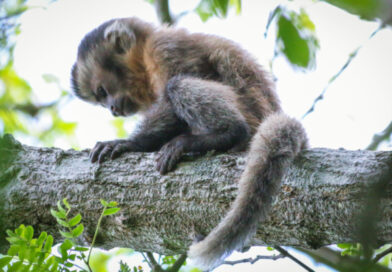 Macaco-prego com perda de melanina é encontrado no Parque Nacional de Ubajara
