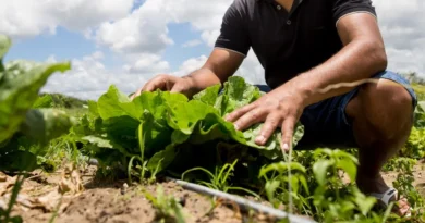 Cearenses transformaram quintais em negócios lucrativos na Serra da Ibiapaba