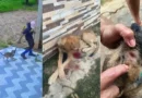 Homem é flagrado atingindo cachorra com foice no bairro Pereiros, em Ipu