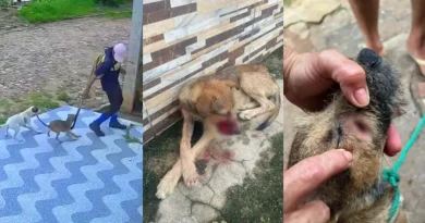 Homem é flagrado atingindo cachorra com foice no bairro Pereiros, em Ipu
