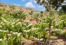 Café amazônico com produção 4 vezes superior ao Arábica entra em teste na Serra da Ibiapaba
