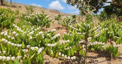 Café amazônico com produção 4 vezes superior ao Arábica entra em teste na Serra da Ibiapaba