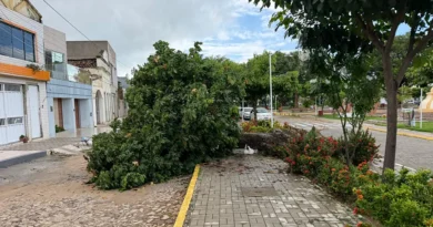 Árvore de médio porte cai no Quadro da Igrejinha, no centro de Ipu, após chuvas intensas