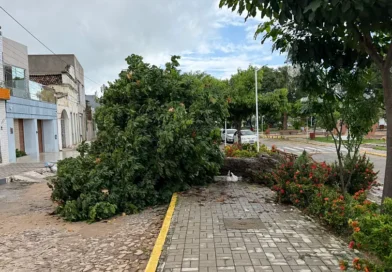 Árvore de médio porte cai no Quadro da Igrejinha, no centro de Ipu, após chuvas intensas