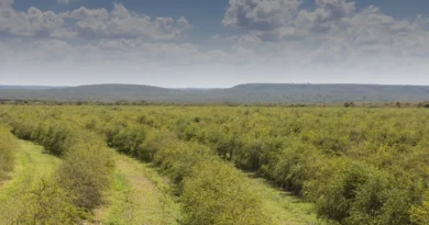 Cidade do Ceará abriga a maior fazenda de acerola do mundo com faturamento de R$ 160 milhões