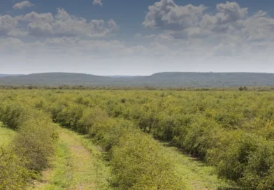 Cidade do Ceará abriga a maior fazenda de acerola do mundo com faturamento de R$ 160 milhões