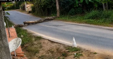 Árvore de grande porte cai sobre fios e interdita parte de estrada na zona rural de Ipu