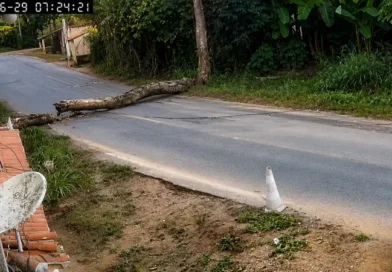 Árvore de grande porte cai sobre fios e interdita parte de estrada na zona rural de Ipu