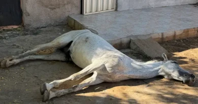 Cavalo é encontrado morto em calçada de residência no bairro Pereiros, em Ipu