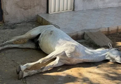 Cavalo é encontrado morto em calçada de residência no bairro Pereiros, em Ipu