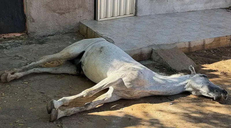 Cavalo é encontrado morto em calçada de residência no bairro Pereiros, em Ipu