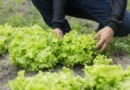 Por que a Serra da Ibiapaba é um dos principais polos produtores de hortaliças do Nordeste?