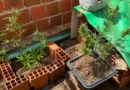 Polícia Militar apreende oito plantas de maconha durante operação na zona rural de Ubajara
