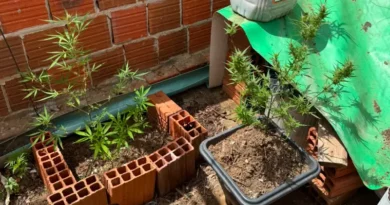 Polícia Militar apreende oito plantas de maconha durante operação na zona rural de Ubajara