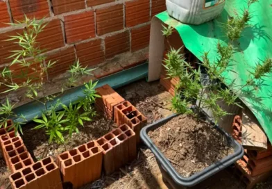 Polícia Militar apreende oito plantas de maconha durante operação na zona rural de Ubajara