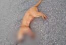 Gato-mourisco é encontrado morto em rodovia entre Delmiro Gouveia e Olheiros, em Pires Ferreira