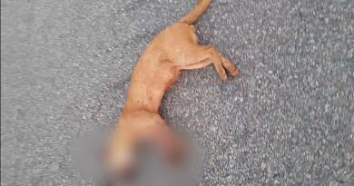 Gato-mourisco é encontrado morto em rodovia entre Delmiro Gouveia e Olheiros, em Pires Ferreira