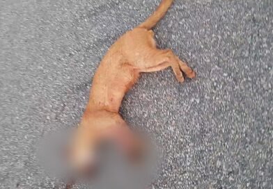 Gato-mourisco é encontrado morto em rodovia entre Delmiro Gouveia e Olheiros, em Pires Ferreira